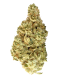 Colombian-Gold