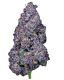 Sweet Cider Background Removed